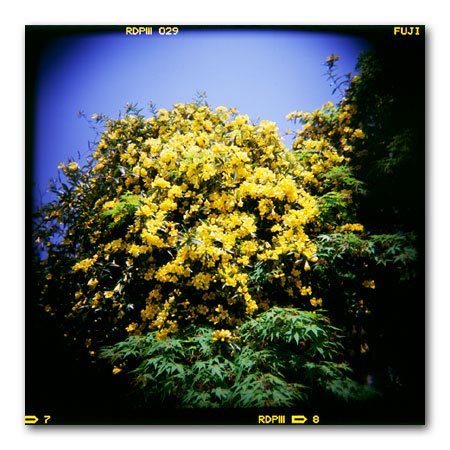 HOLGA写真2003 黄色い花